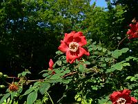 rosa_highdownensis