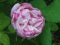 rosa_honorine_de_brabant