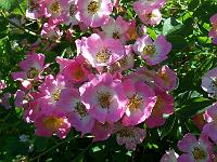 rosa_kew_rambler