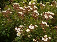 rosa_lykkefund_frplanter