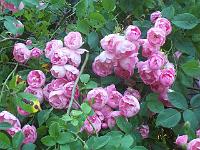 rosa_macrantha_raubritter