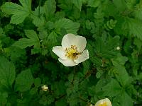 rosa_pimpinellifolia_-_klitrose