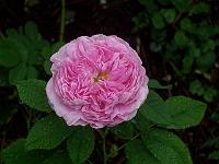 rosa_reine_des_centefeuilles