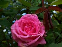 rosa_zephirine_drouhin