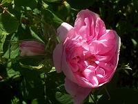 rose_des_quatre_saisons