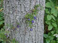 billardiera_longiflora