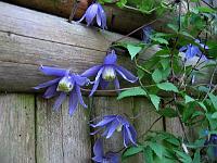 clematis_alpina