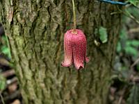 clematis_alternata