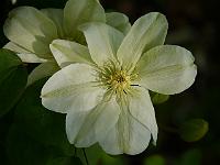 clematis_guernsey_cream