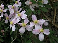 clematis_montana