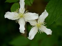 clematis_montana_var._wilsonii