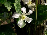 clematis_mrs._robert_brydon