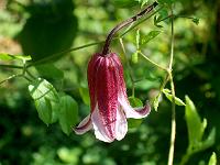 clematis_texensis