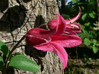 clematis_texensis_princess_diana