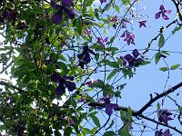 clematis_viticella