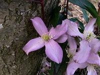 clematis_warwickshire_rose