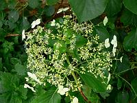 2009-06-18_08-42-38_0082