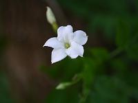 jasminum_officinale