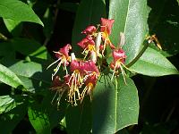 lonicera_henryi_-_stedsegroen_kaprifolie