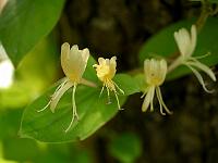 lonicera_japonica_halliana