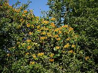 lonicera_tellmanniana