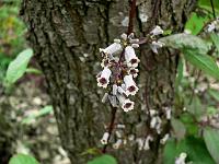 paederia_scandens