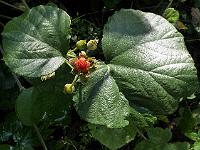 rubus_irenaeus