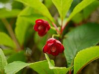 schisandra_rubriflora