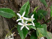 trachelospermum_jasminoides