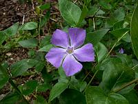 vinca_major