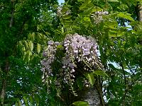 wisteria_formosa