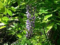 wisteria_sinensis_-_blaaregn