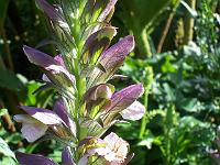 acanthus_longifolius_syn._hungaricus