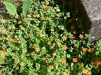 anagallis_arvensis_-_roed_arve_-_scarlet_pimpernel