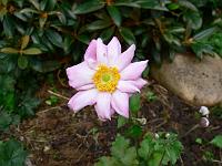 anemone_japonica_koenigin_charlotte