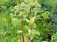 angelica_archangelica_-_groenlandsk_fjeld-kvan