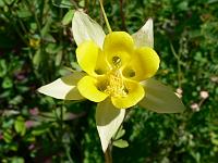 aquilegia_chrysantha