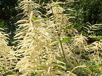 aruncus_dioicus