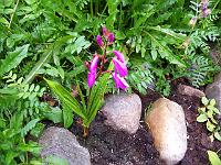 bletilla_striata