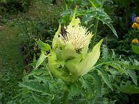 cirsium_oleraceum_-_kaal-tidsel