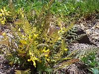 corydalis_cheilanthifolia_-_bregnebladet_laerkespore