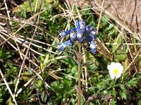 corydalis_flexuosa