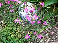 dianthus_deltoides_-_bakkenellike