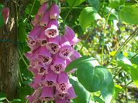 digitalis_purpurea_-_fingerboel