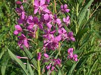 epilobium_angustifolium_-_gederams