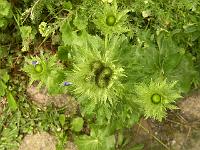 eryngium_alpinum