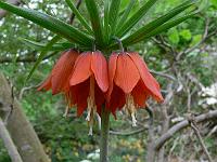 fritillaria_imperialis_-_kejserkrone