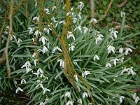 galanthus_nivalis_-_vintergk