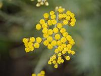 helichrysum_italicum