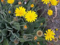 hieracium_villosum